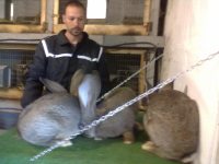 io con i conigli giganti